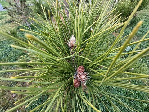 Close-up of Pinus sylvestris pollen cone. Pinus sylvestris pine branch with needles and cone formation. Scots (UK), Scotch pine (US), Baltic, or European red pine. Family Pinaceae.
