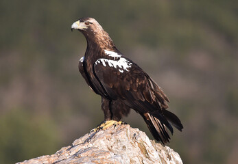 una majestuosa aguila imperial en españa