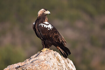 una majestuosa aguila imperial en españa