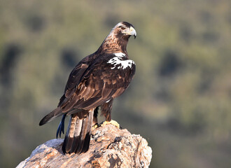 una majestuosa aguila imperial en españa
