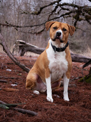 American Staffordshire out in nature.