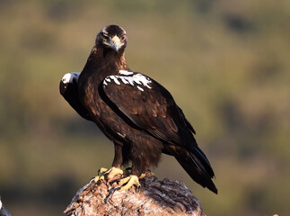 una poderosa aguila imperial en españa