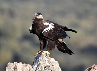 una majestuosa aguila imperial en españa
