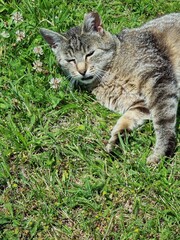 cat on the grass