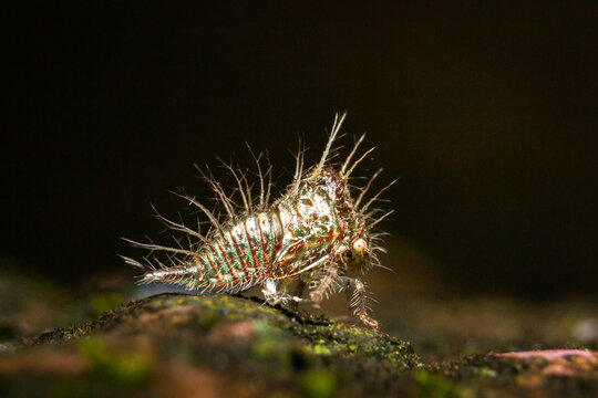 (Ceresa albescens)