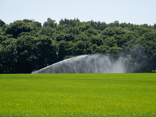 Crop sprinkler in field