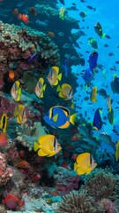 Naklejka premium A school of brightly colored fish swims in the ocean. The fish are of various colors, including yellow, orange, and black. The scene is lively and vibrant, with the fish moving in unison