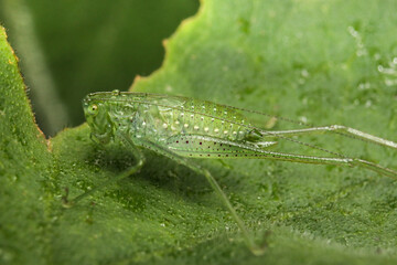 Microcentrum rhombifolium ninfa