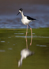 A black-necked stilt in the rainforest of Costa Rica