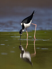 A black-necked stilt in the rainforest of Costa Rica