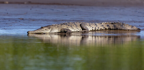 Obraz premium A crocodile in Costa Rica 