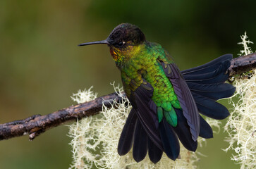 A hummingbird in the rainforest of Costa RIca 