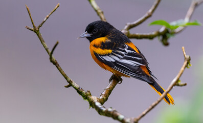Obraz premium A Baltimore Oriole in Costa Rica