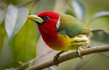 Red-headed barbet in Costa Rica
