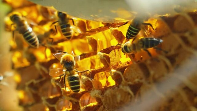 Bees working on honeycomb