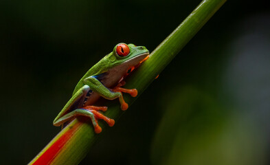 Red-eyed tree frog in the rainforest of Costa Rica