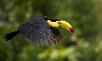 A toucan in the rainforest of Costa Rica 