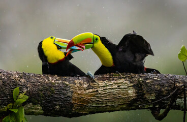 A toucan in the rainforest of Costa Rica 