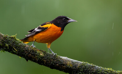 A Baltimore Oriole in Costa Rica