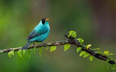 Fototapeta premium Green Honeycreeper in Costa Rica