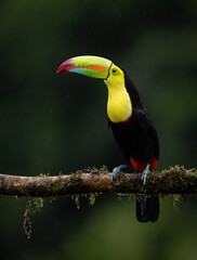A toucan in the rainforest of Costa Rica 