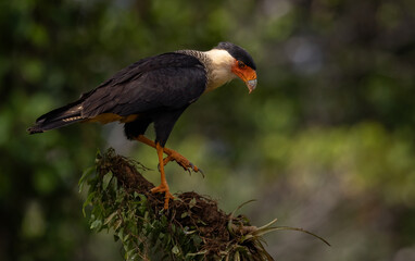 Crested caracara in Costa Rica 