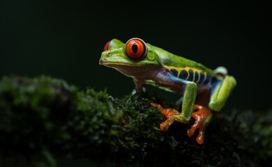 Red-eyed tree frog in Costa Rica 