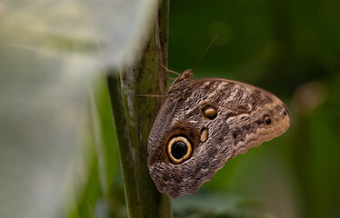 Owl butterfly in Costa Rica 