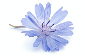 Chicory flower on white background