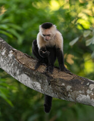 Obraz premium White-faced capuchin monkey in Costa Rica 