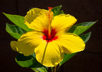 yellow hibiscus flower