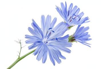 Obraz premium Chicory flower isolated on white background with clipping path