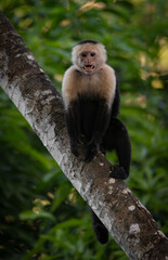 White-faced capuchin monkey in Costa Rica 