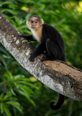 Naklejka premium White-faced capuchin monkey in Costa Rica 