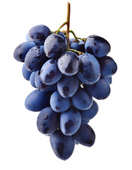 Bunch of fresh wet blue grapes hanging on transparent background