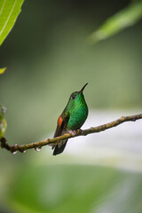 hummingbird on a branch