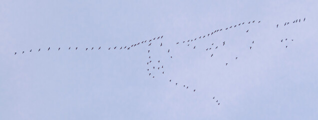 Flock of Geese Flying South