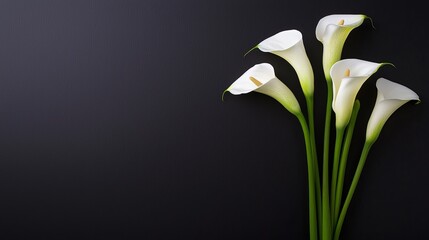 White calla lilies on a dark black background, gracefully arranged, capturing solemn beauty, with ample space for condolence messaging