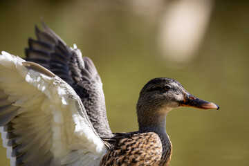 Un pato silvestre despliega sus alas con gracia junto al agua, resaltando su plumaje detallado y su...