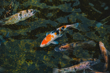 Colorful Koi Fish Swimming in a Pond