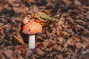 Red and white spotted fly agaric mushroom growing among dry leaves on a forest floor in autumn