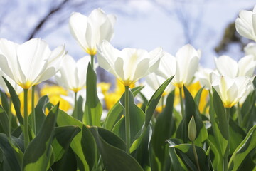 Fototapeta premium Beautiful tulip flower garden. The Expo 70 Commemorative Park, Osaka, Japan