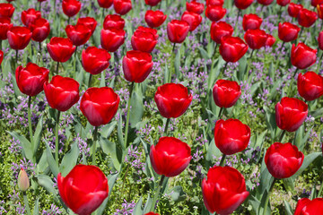 Obraz premium Beautiful tulip flower garden. The Expo 70 Commemorative Park, Osaka, Japan