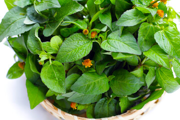 Yellow flower with green leaves of acmella oleracea or toothache plant on white background