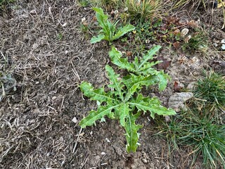 Cirsium arvense is a species of perennial plants of the thistle family of the aster. Ivy thorn, Canada and field thistle. Green leaves in the meadow, focus on the leaf in the foreground. Close-up.
