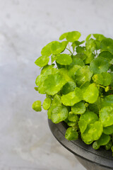 Centella asiatica (gotu kola). Fresh green leaves herb background.