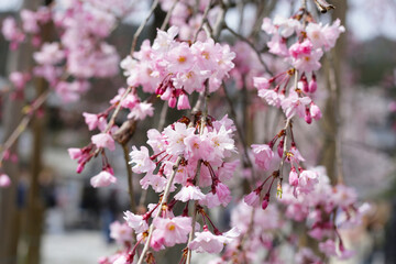 Branches of sakura flowers, cherry blossom