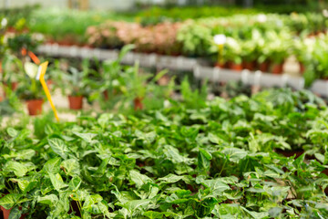 Rows of pots with green seedlings and sprouts in plant shop.