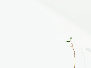 Realistic shadow effect of a plant on a white background, artwork, nature
