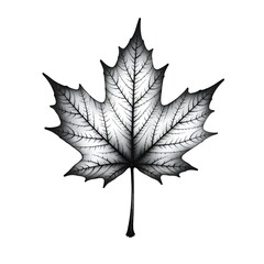 outline of a maple leaf on a white background